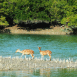 sundarban tour operator