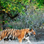 Sundarban package