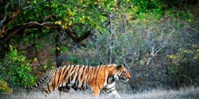 Sundarban package