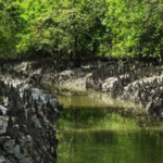 sundarban west Bengal tourism