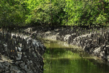 sundarban west Bengal tourism