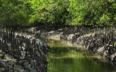 sundarban west Bengal tourism