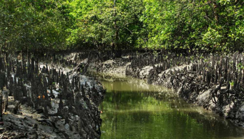 sundarban west Bengal tourism