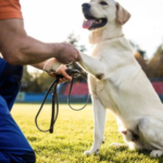 dog training for all breeds