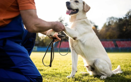 dog training for all breeds