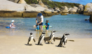 customized South Africa Tour Packages for Families with Kids